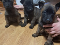 Pui malinois caută casa noua