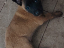 Pui malinois caută casa noua