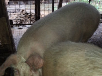 Porci de vanzare