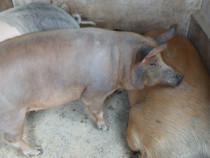 Vand porc crescut bio