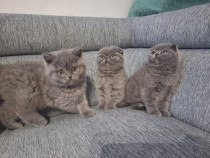Pisicuțe British ♡ Bengaleză