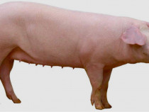 Porc Landrace 3 bucăți 15 lei/kg