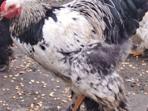 Pasari Brahma de vanzare