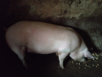 Porc de vânzare .
