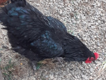Cocos Australorp, 2 ani