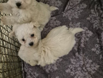 Catei bichoni frumosi