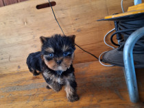 Yorkshire Terrier Toy de rasa pura cu vaccin și deparazitați și carnet