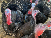 Curcani BIO super buni