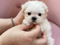 Bichon mini toy frumoși