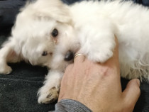 Bichon maltez talie mica