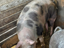 Vând porc Grass pentru tăiat