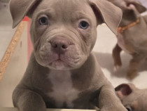 American Bully Standard