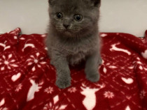 Pui pisici British ShortHair