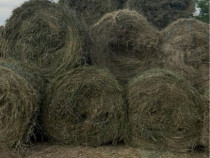 Baloți de lucernă,tocătură de tulei și tulei &icirc;ntregi