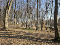 Teren cu sufrafata de 3000 mp in Padurea Faget