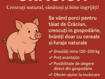 V&acirc;nd porci crescuți cu cereale și lucernă