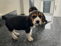 Pui de beagle tricolor