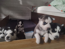 Puiuti husky siberian