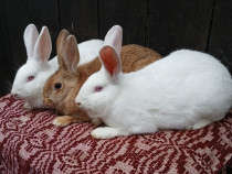 Iepuri hycole francez!