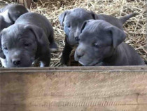 Pui de 6 săptăm&acirc;ni