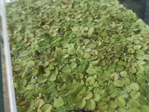 Plante acvariu plutitoare