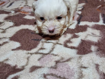 De v&acirc;nzare bichon maltez
