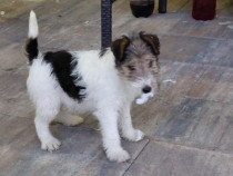 Fox terrier femela