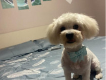 Bishon Maltez Mascul