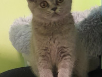 Pui de pisică british