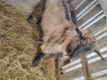 Vad tap. Alpin t&acirc;năr și cocoși