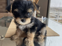 Yorkshire Terrier Mini