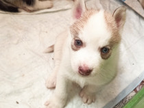 V&acirc;nd cățeluși de rasă Husky Siberian