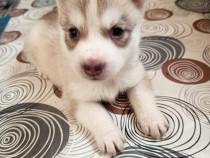 V&acirc;nd cățeluși de rasă Husky Siberian