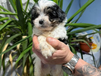 Cățeluși &icirc;și caută căsuțe