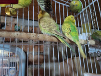 Papagali de vanzare