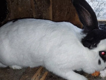 Desfințez custi iepuri județul Cluj