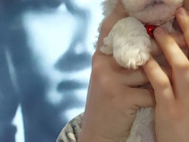 V&acirc;nd Bichon frise