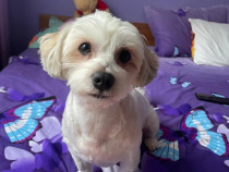 Bichon Maltez băiețel 3 ani