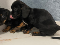 Căței teckel metis