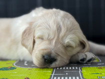 Pui de Golden Retriever &icirc;și caută o nouă căsuță ????????