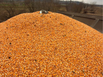 Porumb productie 2025