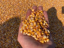 Porumb anul 2025 uscat