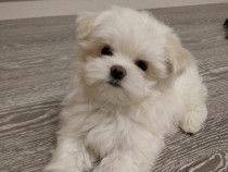 Bichon maltez mini toy