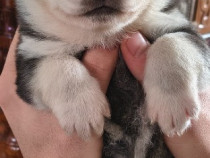 Cățelușa husky siberian