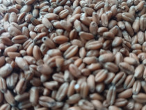 Vand grau furajier triticale