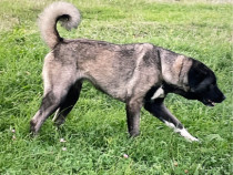 Femelă disponibilă