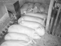 Scroafe pentru reproductie,porci scopiți pentru rotisor