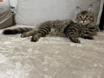 Maine coon puiuți superbi