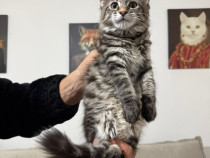 Maine coon pisoiasi cu carnet și vaccin