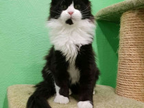 Maine Coon rasă pură